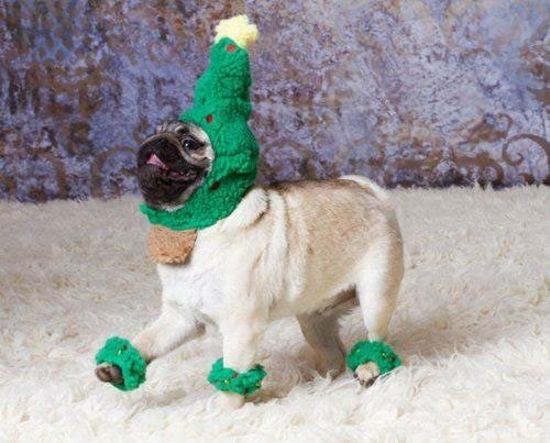 funny-pug-dog-elf-Christmas-costume